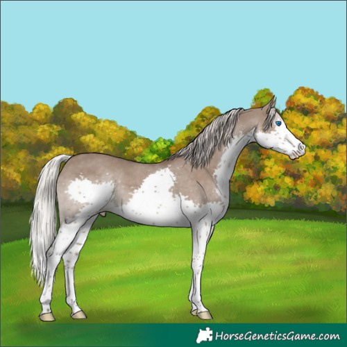 Horse Color:Silver Grullo Splash Rabicano 