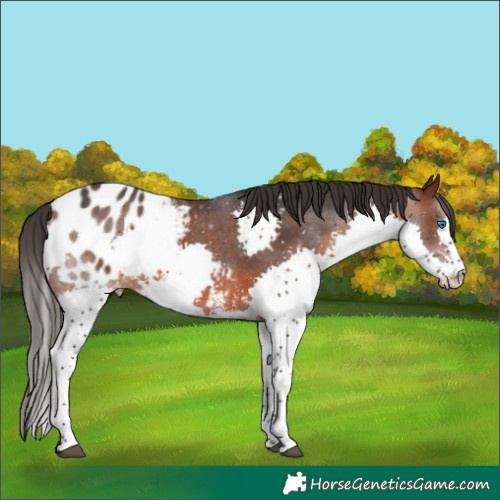 Horse Color:Brown Sabino Splash Appaloosa Rabicano 