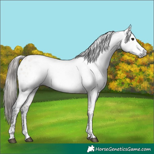 Horse Color:Gray Bay Dun Sabino Near Leopard Rabicano 