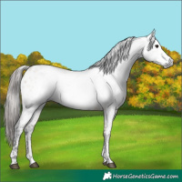 Horse Color:Gray Bay Dun Sabino Near Leopard Rabicano