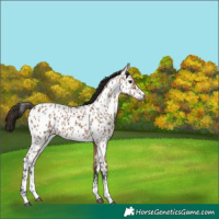 Horse Color:Gray Bay Dun Sabino Appaloosa Rabicano 
