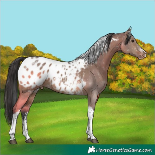 Horse Color:Brown Dun Sabino Tobiano Appaloosa 