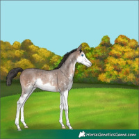 Horse Color:Brown Sabino Splash Rabicano 