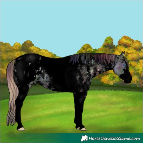 Horse Color:Void Nacre Buckskin Pearl Dun Sabino Tobiano Appaloosa 