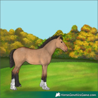 Horse Color:Bay Dun Tobiano 