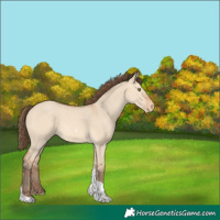 Horse Color:Amber Champagne Dun Tobiano Appaloosa 