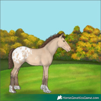 Horse Color:Amber Champagne Dun Tobiano Appaloosa