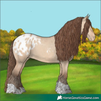 Horse Color:Amber Champagne Dun Tobiano Blanket 