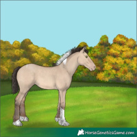 Horse Color:Amber Champagne Dun Tobiano 