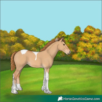 Horse Color:Red Dun Tobiano 