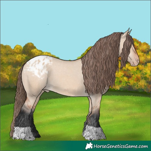 Horse Color:Bay Dun Tobiano Appaloosa 