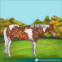 Horse Color:Silver Brown Tobiano Snowflake Varnish 