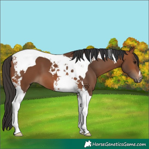 Horse Color:Bay Tobiano 