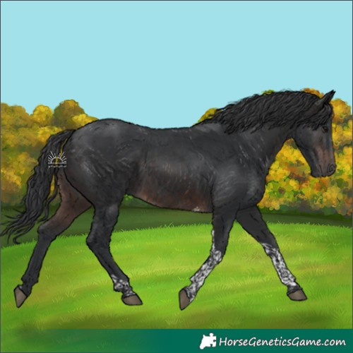 Horse Color:Brown Tobiano 