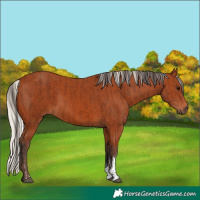 Horse Color:Bay Sabino Rabicano  and Silver Bay Sabino Rabicano 