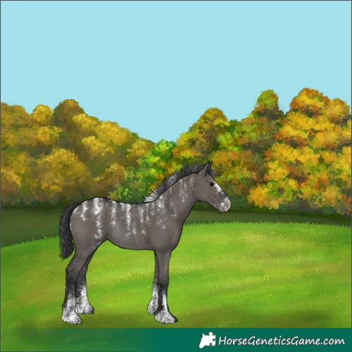 Horse Color:Grullo Rabicano 