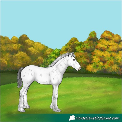 Horse Color:White Spotted Grullo Sabino Rabicano 