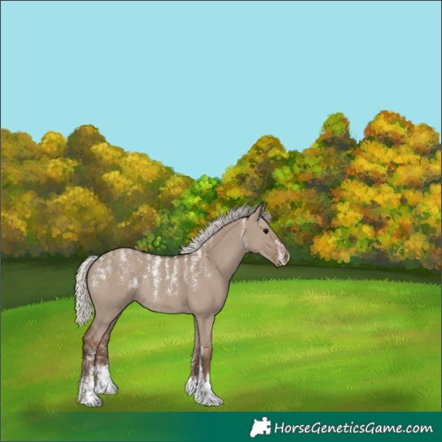 Horse Color:Silver Grullo Rabicano 