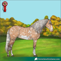 Horse Color:White Spotted Silver Bay Dun Sabino Frame Appaloosa Brindle