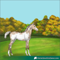 Horse Color:White Spotted Silver Brown Dun Frame Appaloosa Brindle