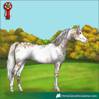Horse Color:White Spotted Silver Brown Dun Frame Snowflake VarnishBrindle 