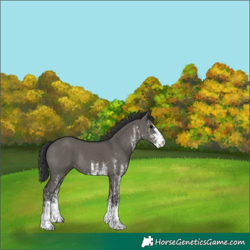 Horse Color:White Spotted Grullo Rabicano 