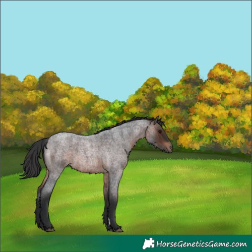 Horse Color:Brown Roan
