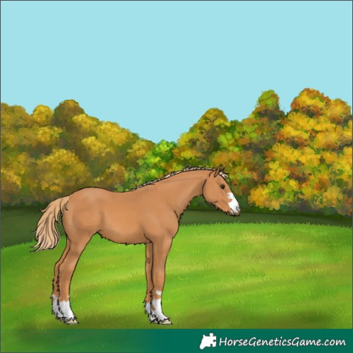 Horse Color:Chestnut 