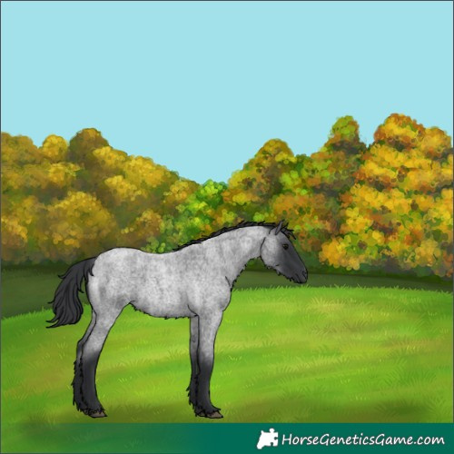 Horse Color:Blue Roan 