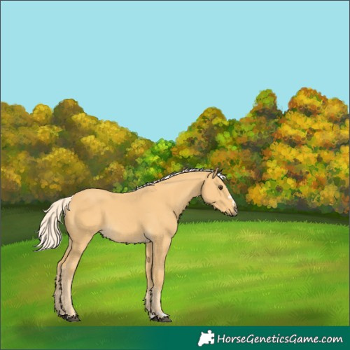Horse Color:Palomino 