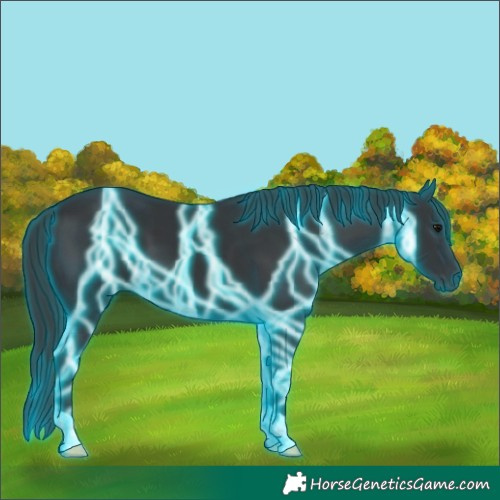 Horse Color:Thunderstruck Black