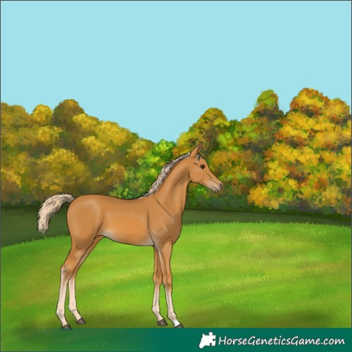 Horse Color:Palomino