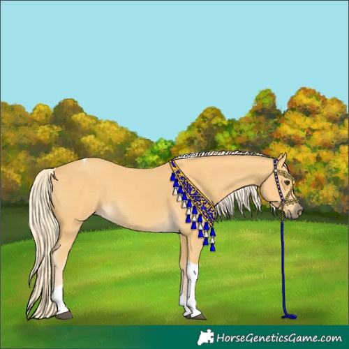 Horse Color:Palomino Tobiano 