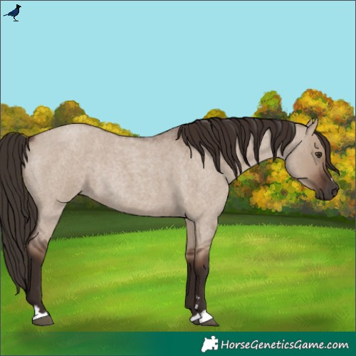 Horse Color:Liver Red Dun Roan Rabicano