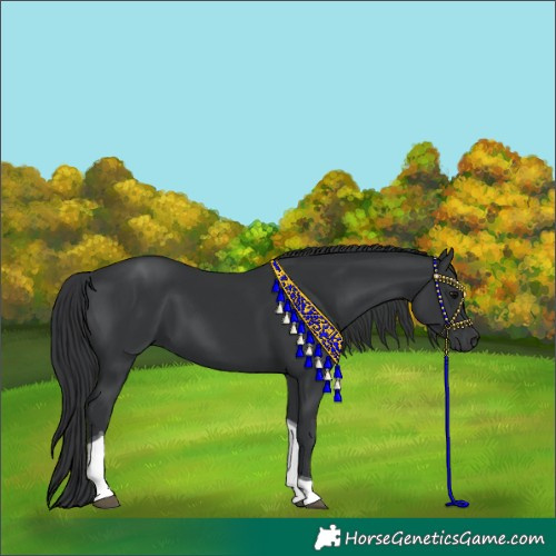 Horse Color:Black Tobiano 
