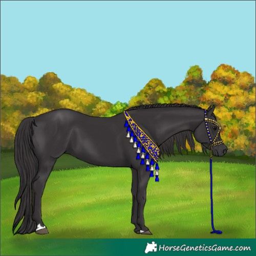 Horse Color:Smoky Black 