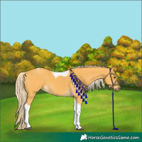 Horse Color:Palomino Tobiano 