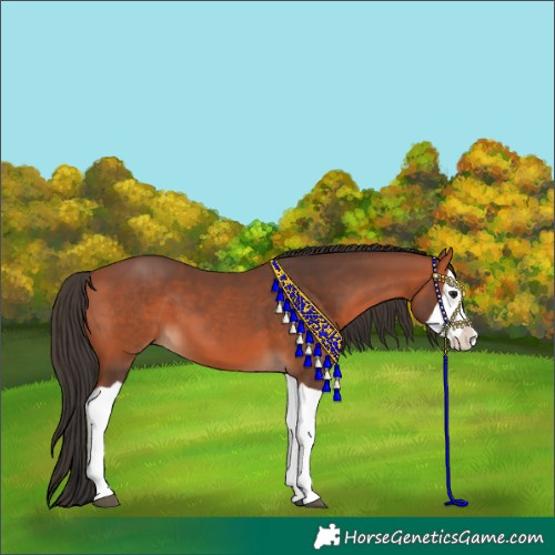Horse Color:Bay Splash 