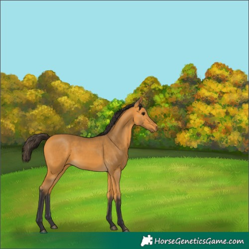 Horse Color:Buckskin 