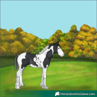 Horse Color:Black Splash Tobiano Rabicano  and Black Splash Tobiano 