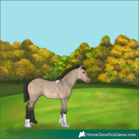 Horse Color:Brown Dun Tobiano