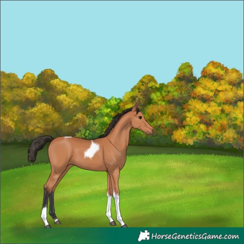 Horse Color:Bay Tobiano