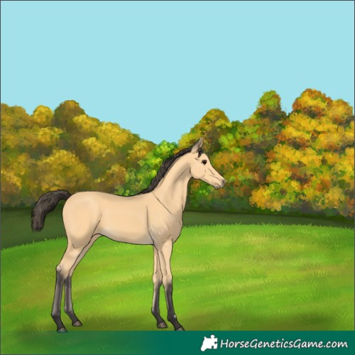 Horse Color:Buckskin 