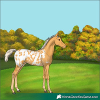 Horse Color:Palomino Appaloosa 