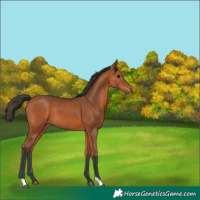 Horse Color:Bay 