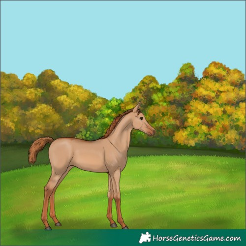 Horse Color:Red Dun 