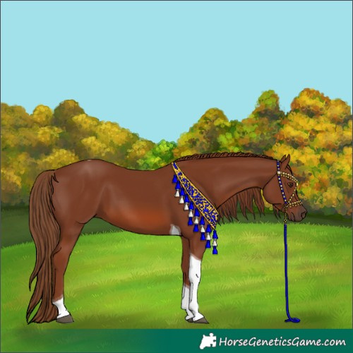 Horse Color:Chestnut Tobiano