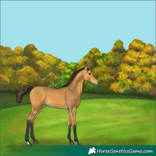 Horse Color:Buckskin 