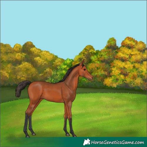 Horse Color:Bay 
