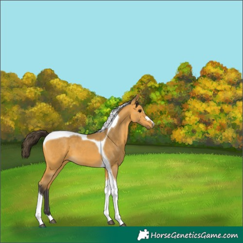 Horse Color:Buckskin Tobiano 